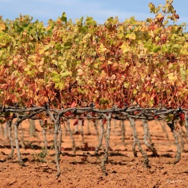 Cape Winelands Tours – Stellenbosch & Franschhoek