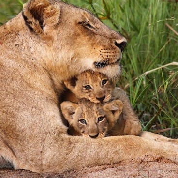 3-Day Safari Adventure Tour at Etosha National Park from Windhoek | Amity Adventure | Cape Town Tours