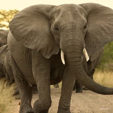 Kruger National Park