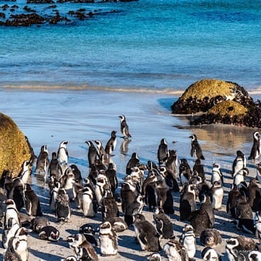 3 Days Cape Point, Penguins, Table Mountain & Robben Island Tour | Amity Adventure | Cape Town Tours